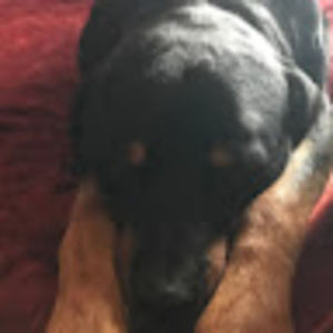 Meet your Posher, Dan